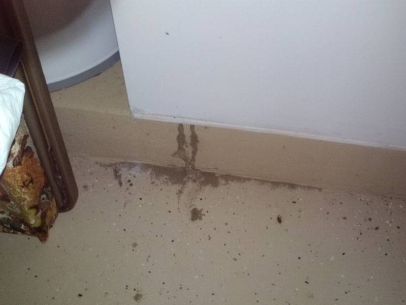 Subterranean Termite Shelter Tubes found in garage