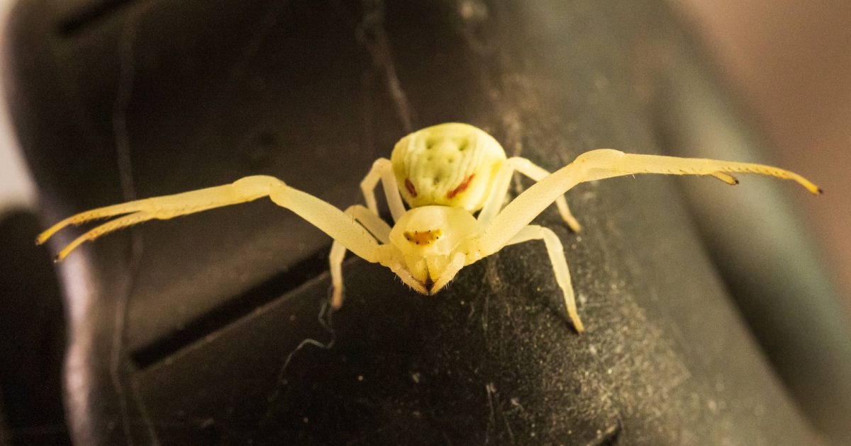 Flower Crab Spider (Misumena vatia) 