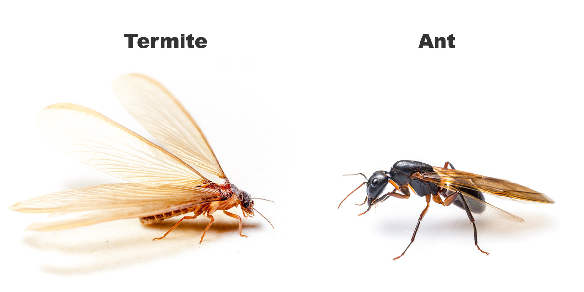 Pest Blog - Page 22 of 23 - Drive-Bye Pest Exterminators