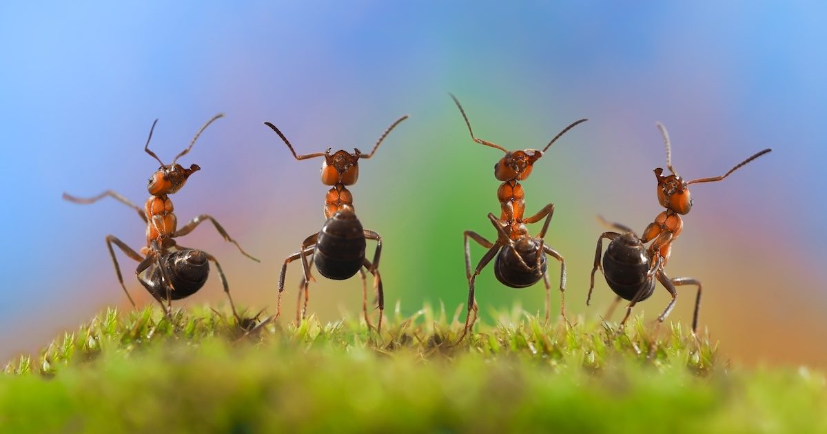 ant control in florida