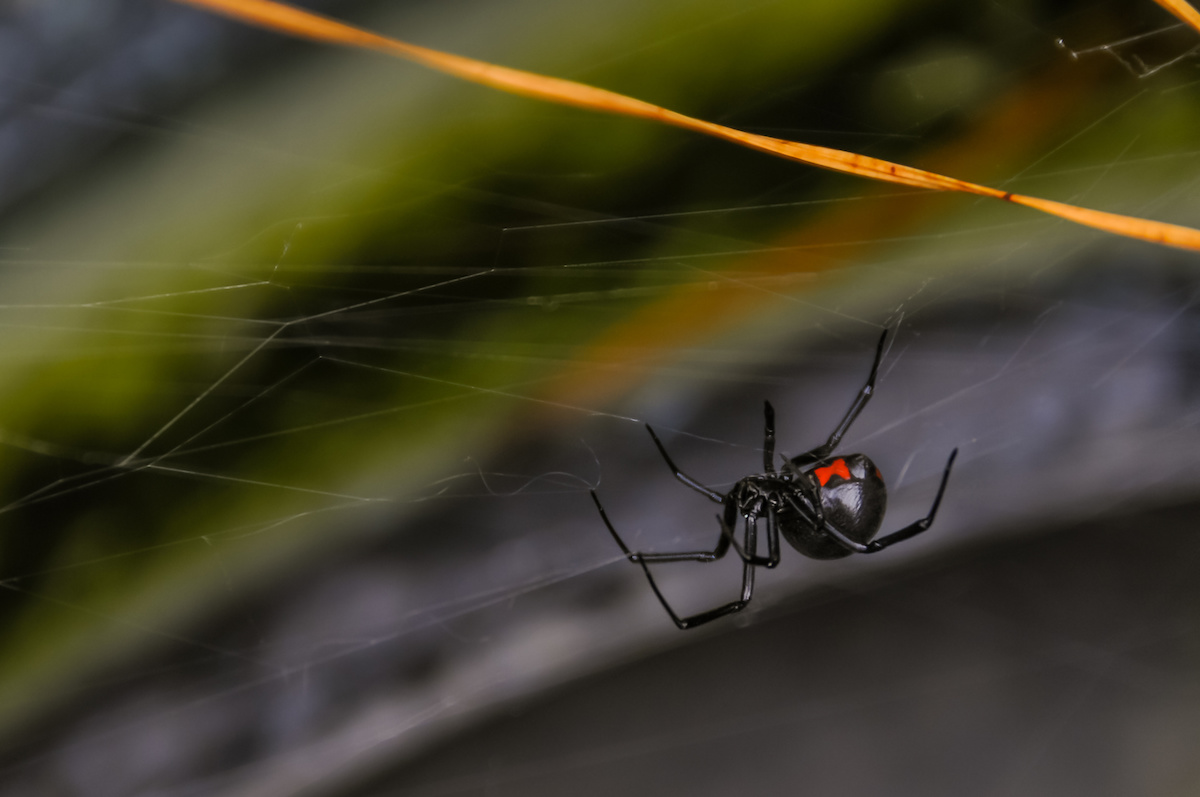 Black and Brown Widow Spiders