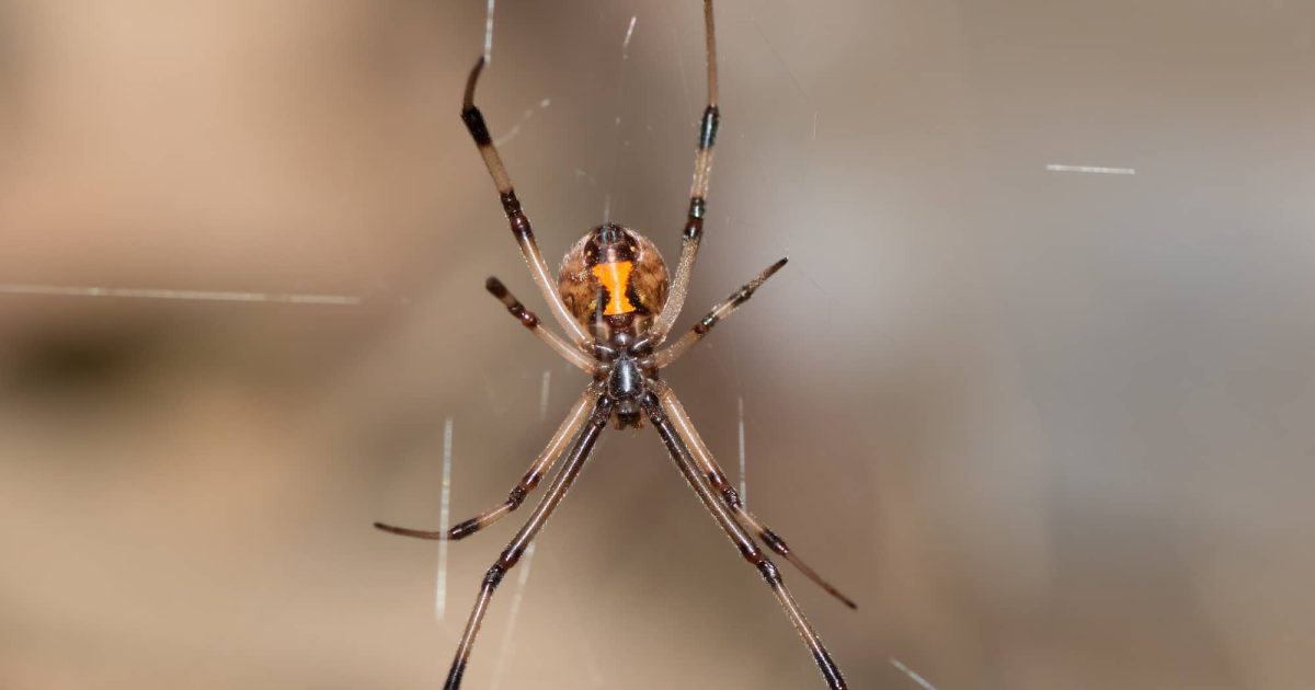 Brown Widow (Latrodectus geometricus) female is large male is very small 