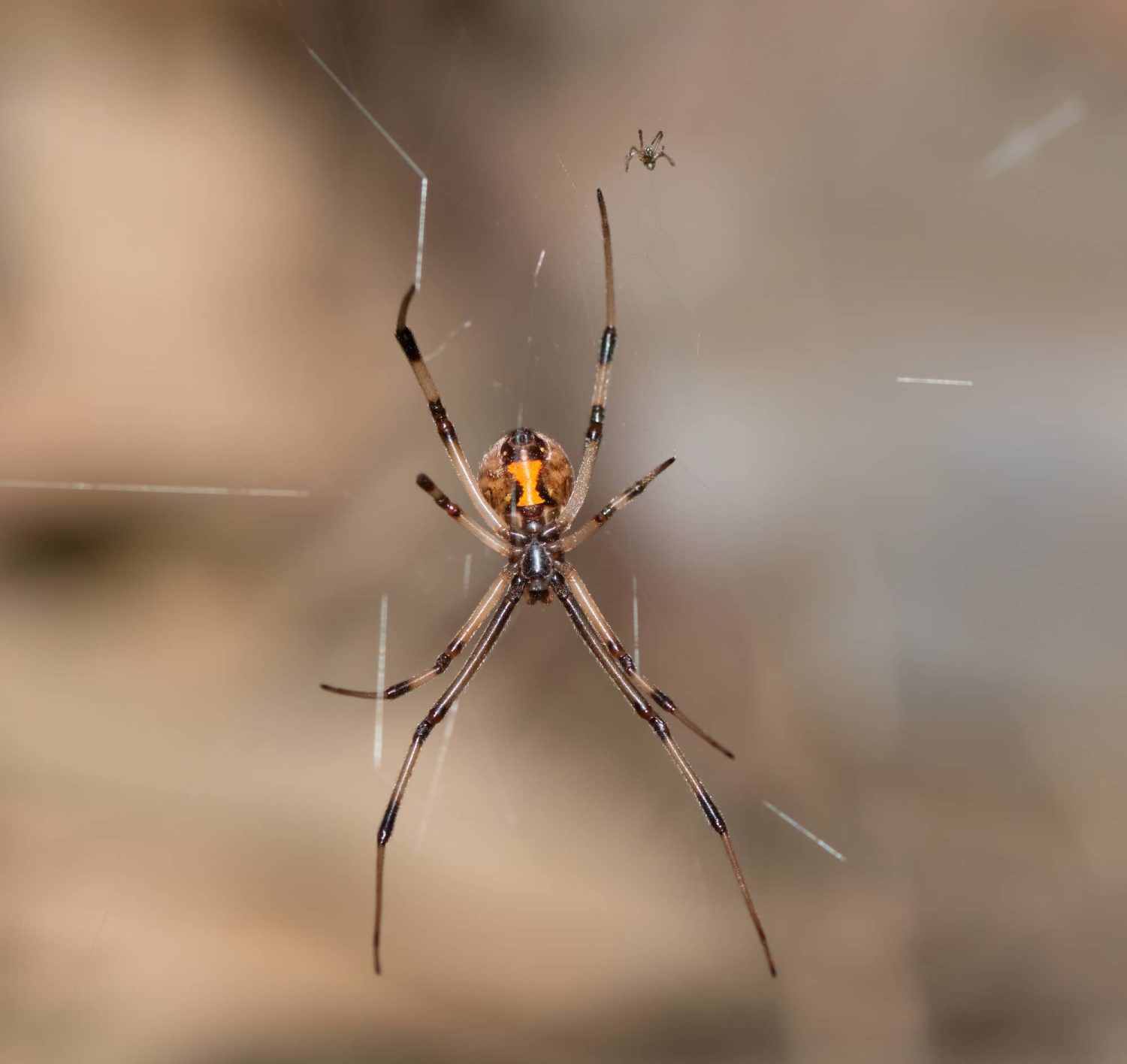 Brown Widow (Latrodectus geometricus) female is large male is very small 