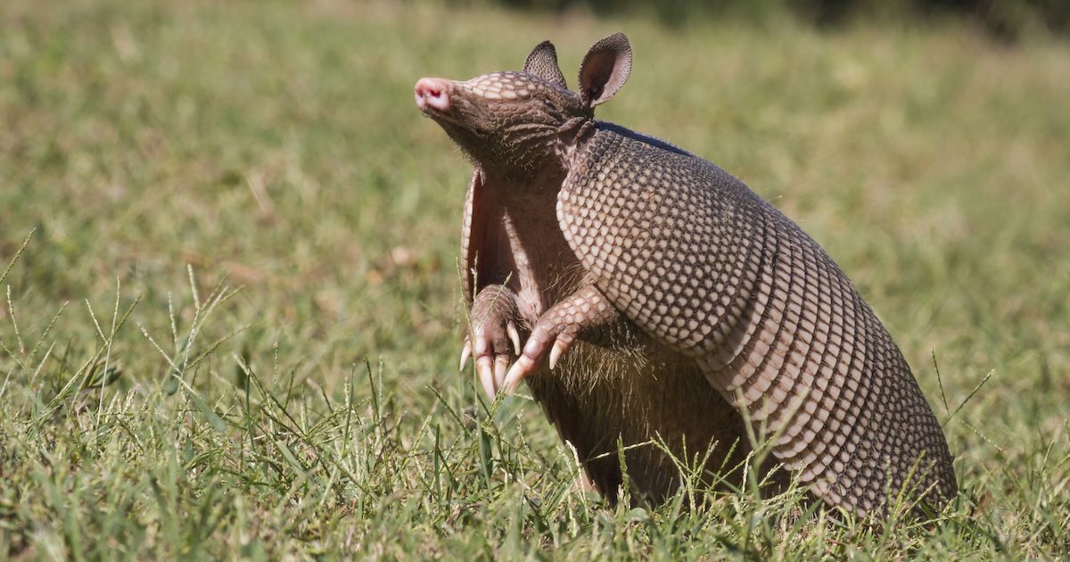 Nine-Banded Armadillos Thrive in Florida - Drive-Bye Pest