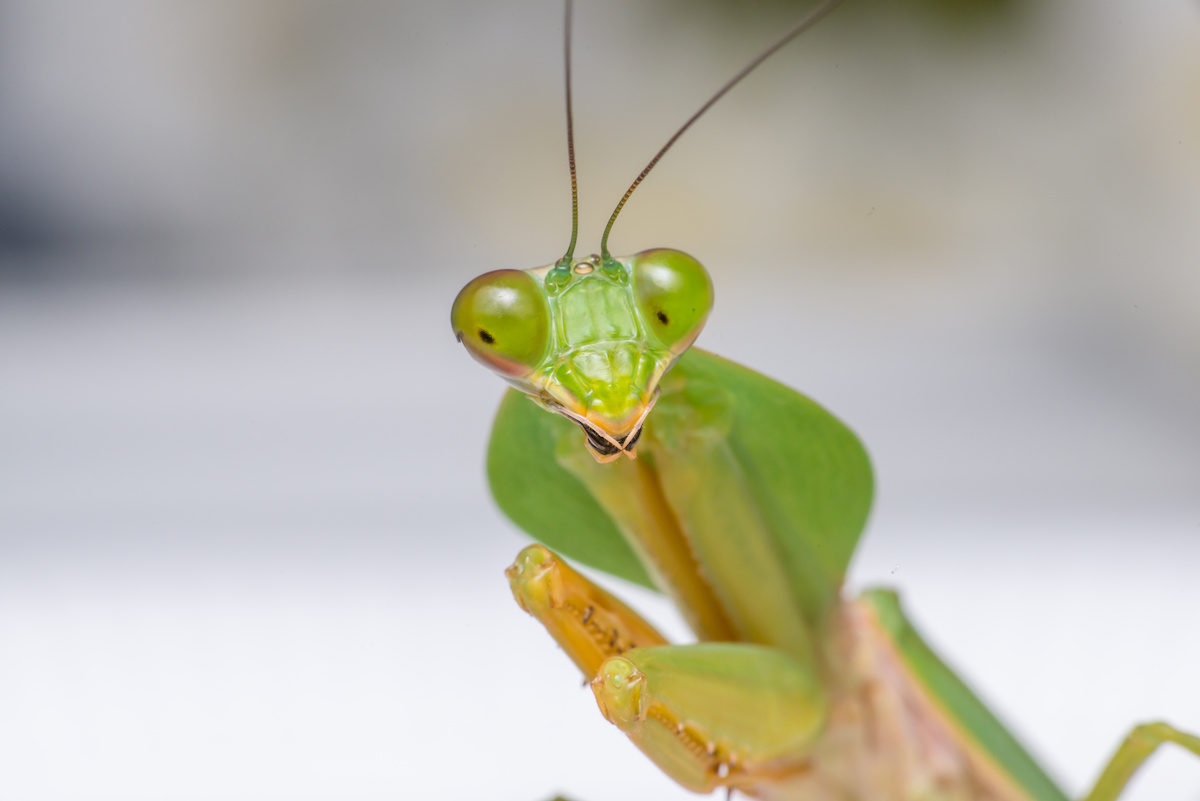 a praying mantis