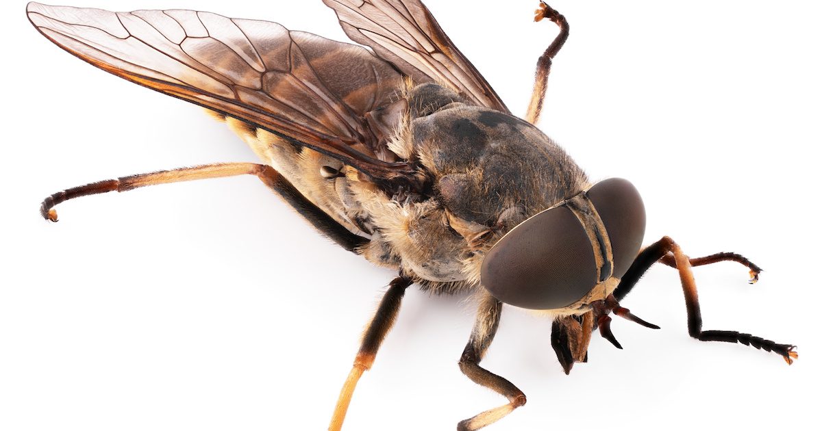 Human Bot Flies Grow in their Host's Flesh - Drive-Bye Pest