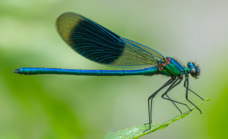 Fastest Flying Insect is the Dragonfly - Drive-Bye Pest Exterminators
