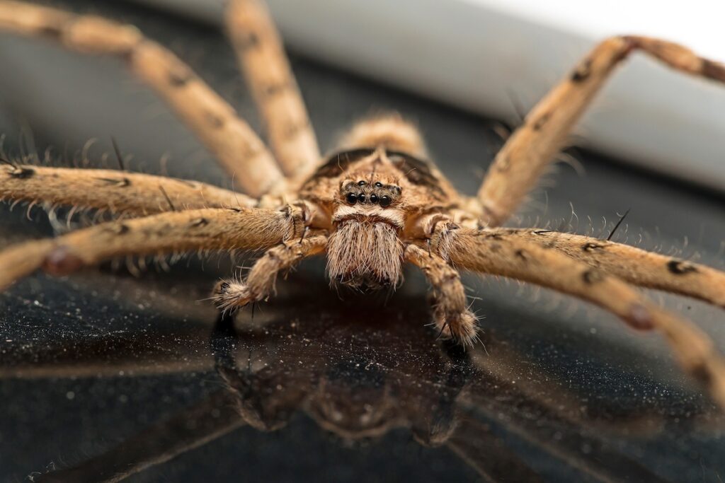 domestic house spider