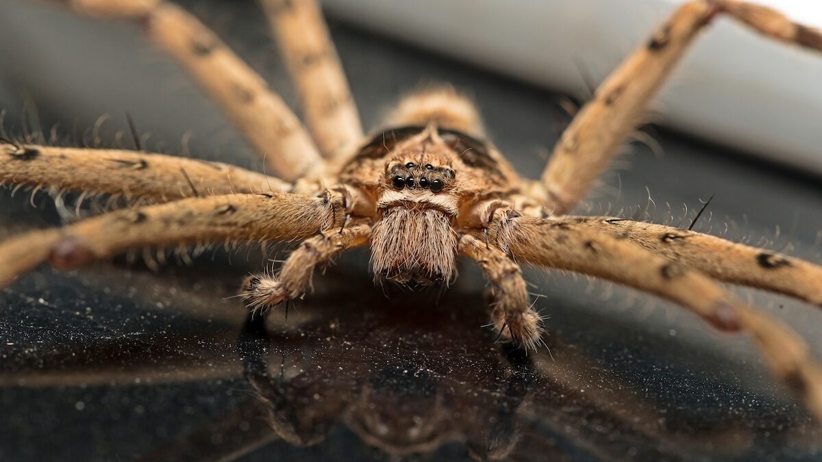 Spiders In Florida Series – Common Domestic House Spiders - Drive-Bye ...