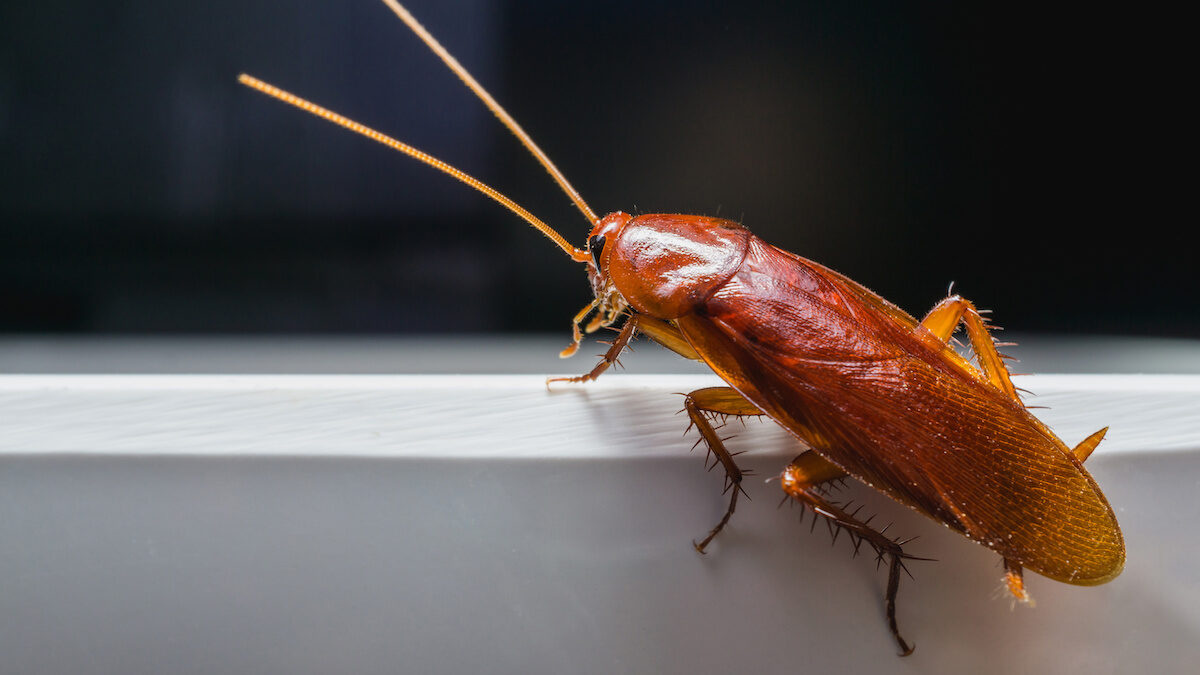 What Diseases Do Roaches Bring To Your Home Drive Bye Pest Exterminators 