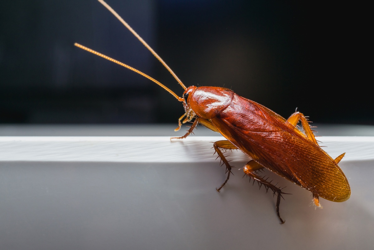 What Diseases Do Roaches Bring to Your Home? - Drive-Bye Pest Exterminators