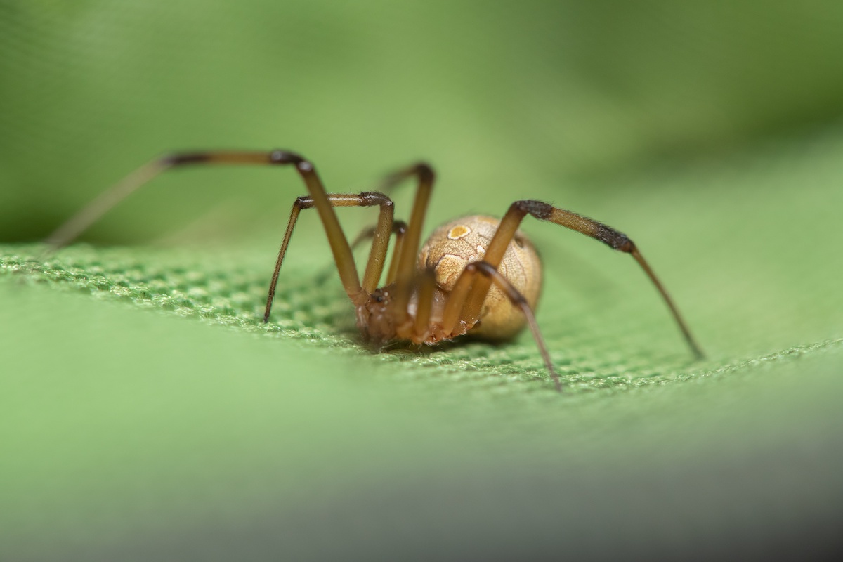 Male Brown Widow Spider Facts