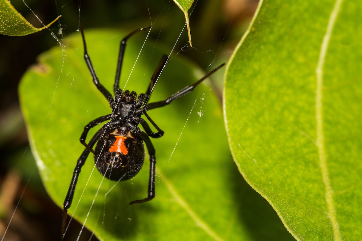 northern black widow spider bite