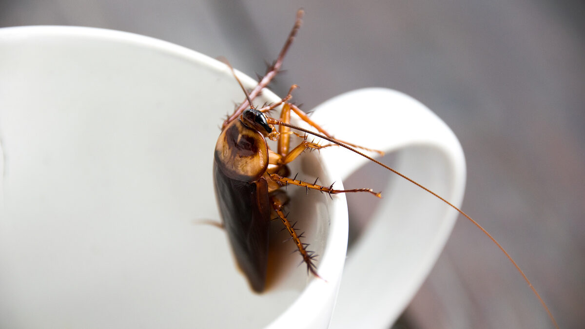 Can All Cockroaches Fly 1200x675 