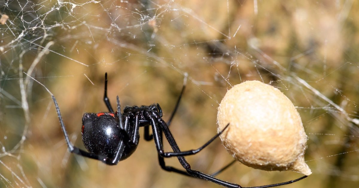 Jadeback Spider Species in Avendora