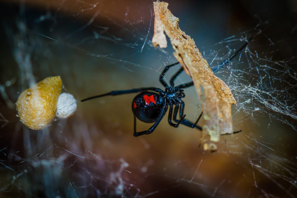 Spiders In Florida Series Red Widow Drive Bye Pest Exterminators