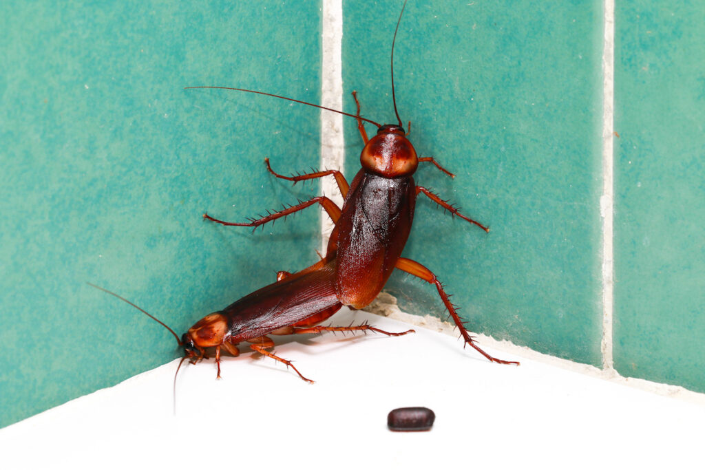 Four Signs That You Have An American Cockroach Infestation Drive Bye Pest Exterminators