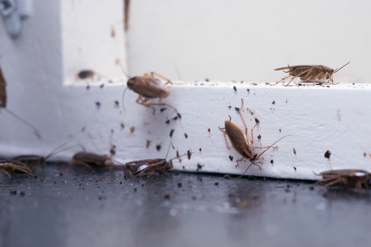 The Best Ways To Handle Your Pest Issues