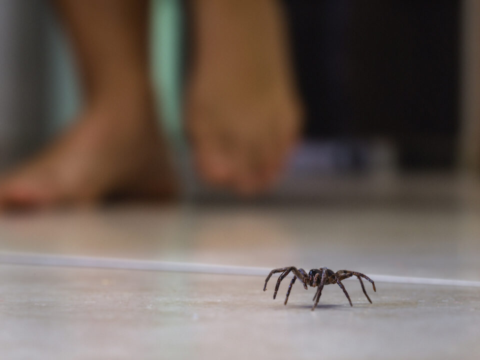 spiders