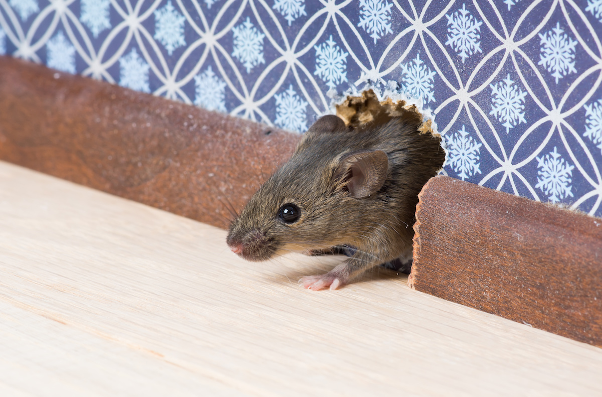 How to Rodent-Proof Your Home