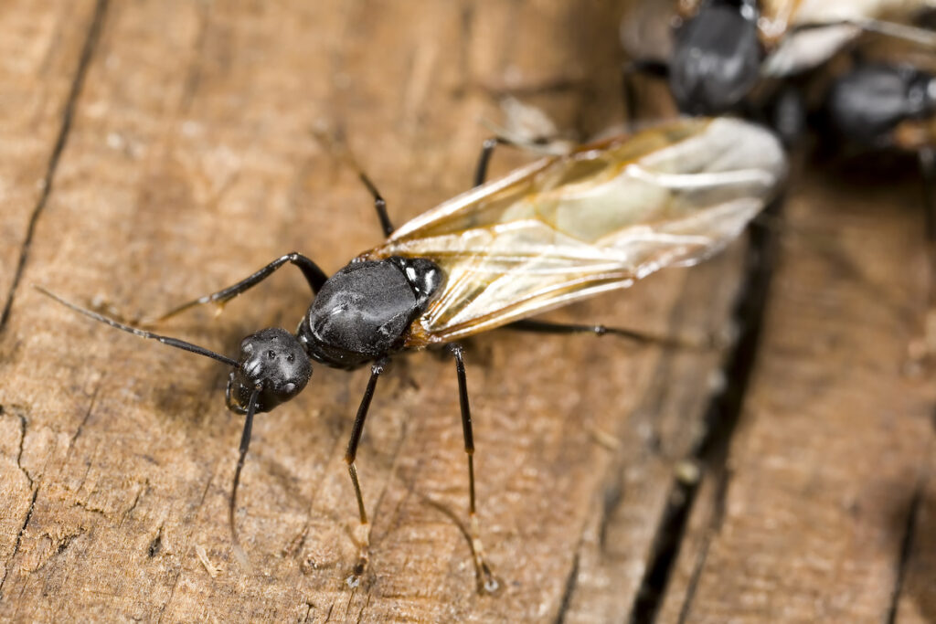 Getting Rid of Carpenter Ants in Your House 