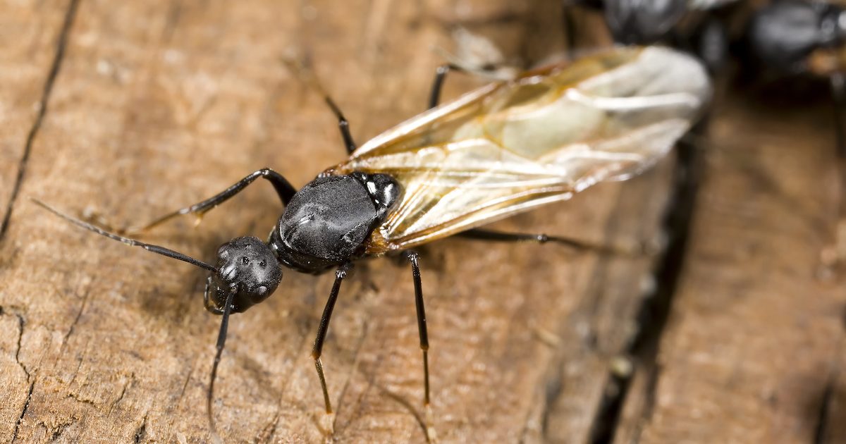 carpenter ant swarm season