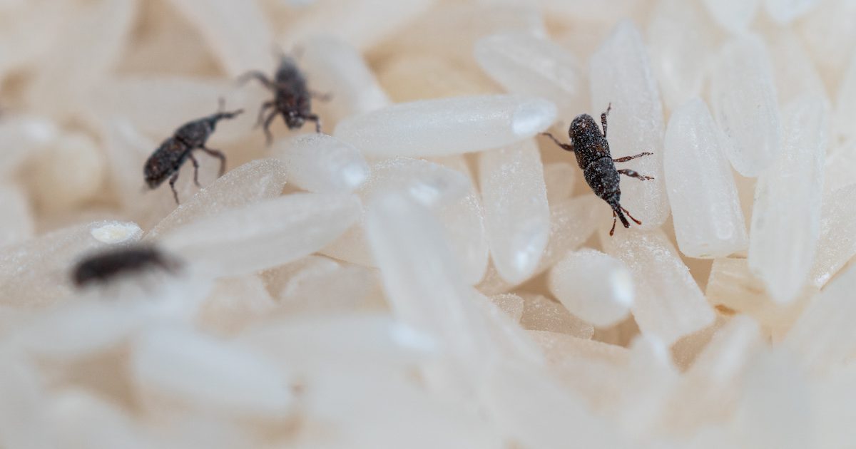 Pantry Pests Weevils Drive Bye Pest Exterminators