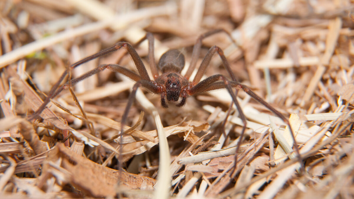 brown recluse with egg sac