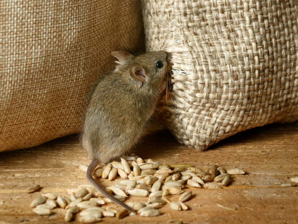 mice