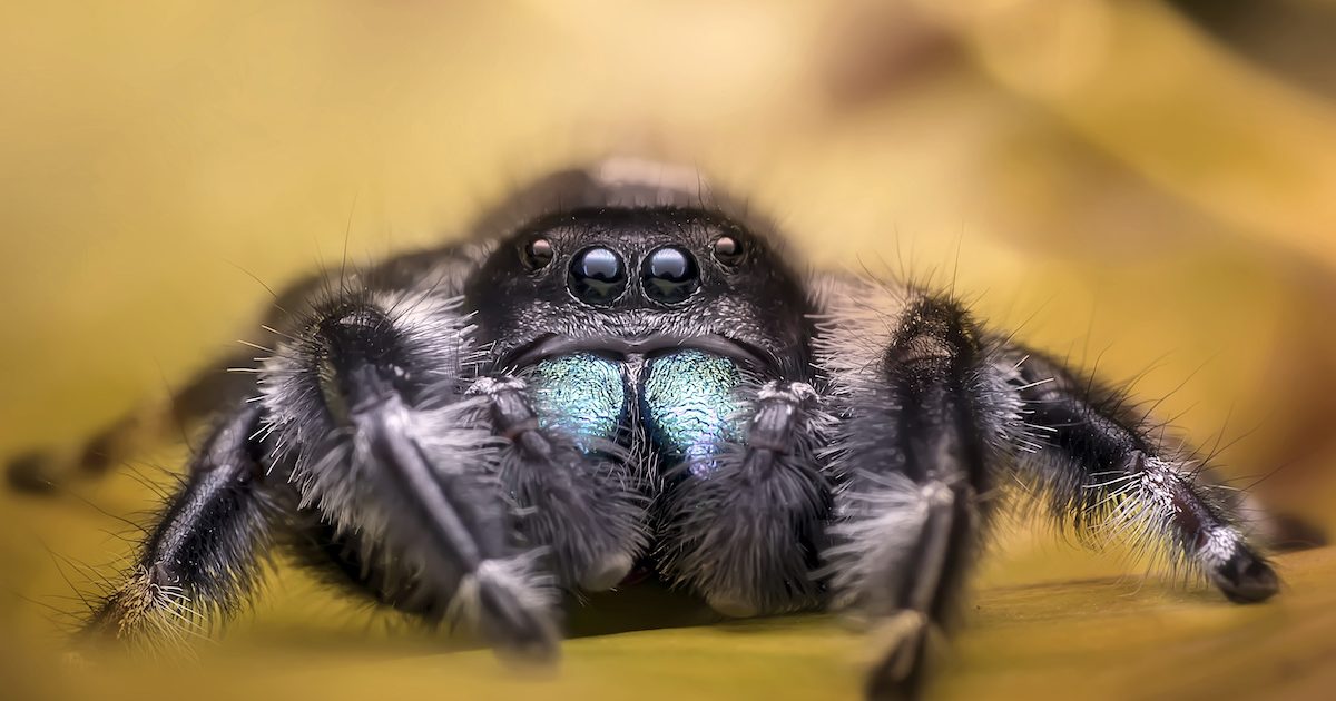 jumping spiders