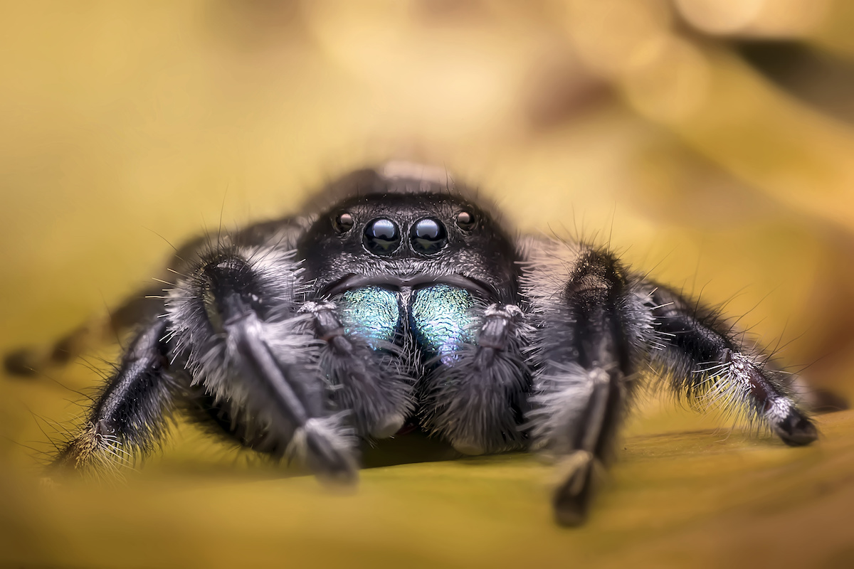 Scientists find a colorful jumping spider that is color blind •