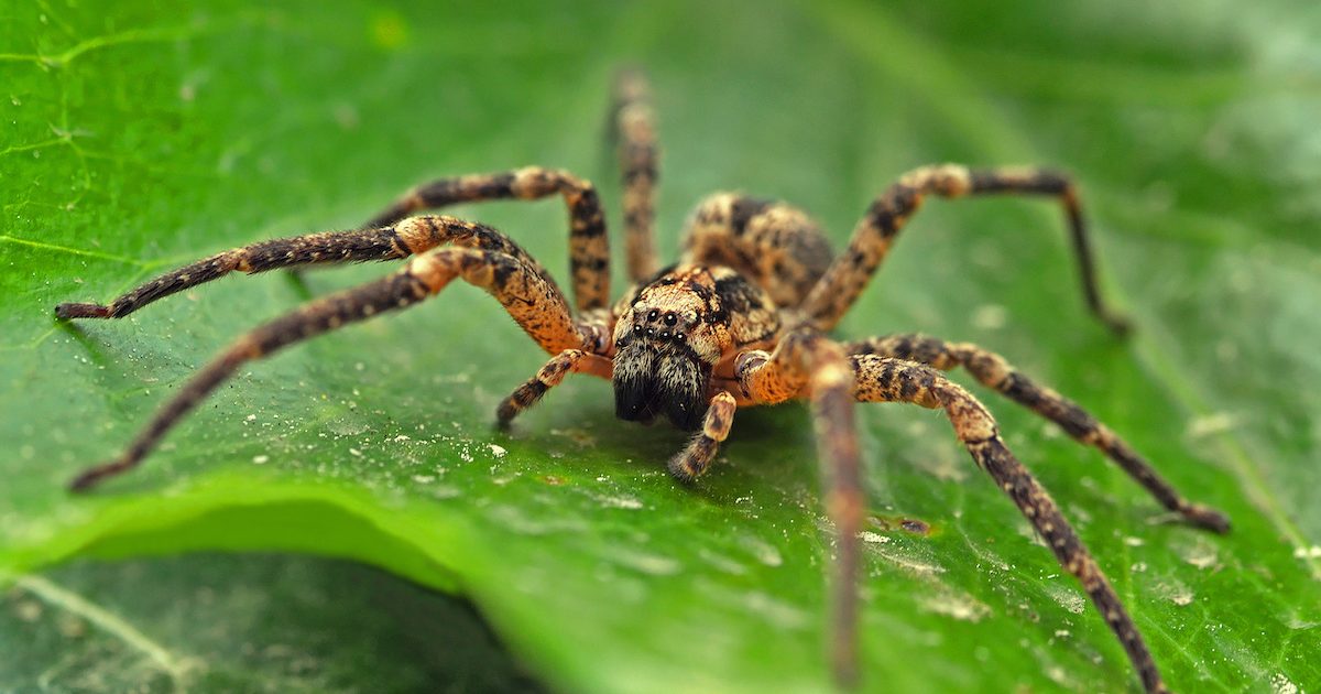 Banana Spider: Creepy, Crawly and Wonderful