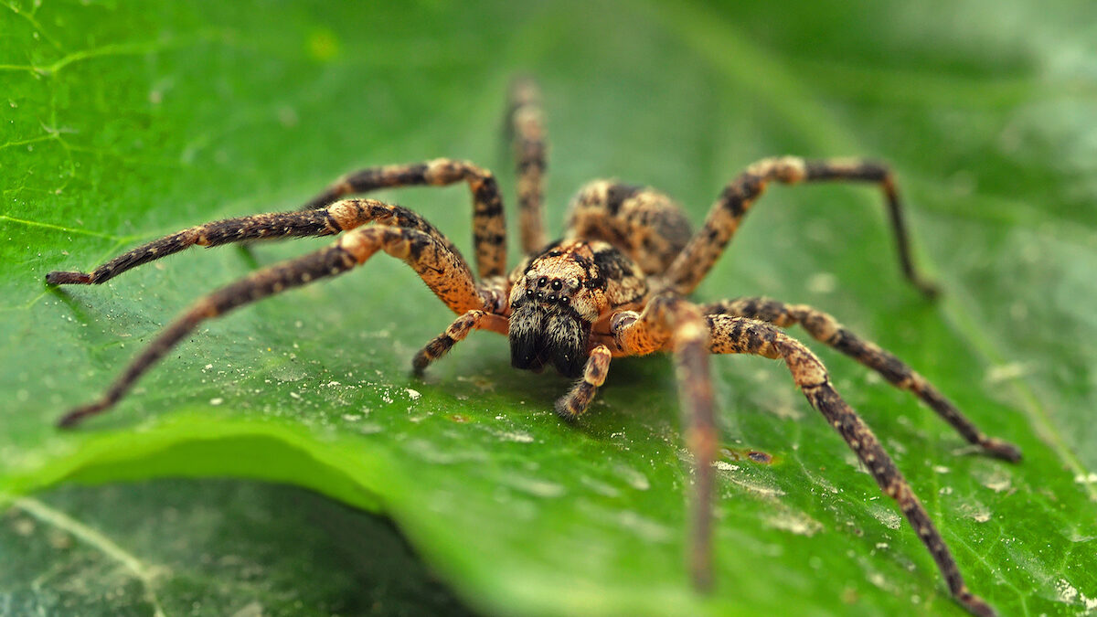 Most Poisonous Spiders In Florida Drive Bye Pest Exterminators   Spiders  1200x675 