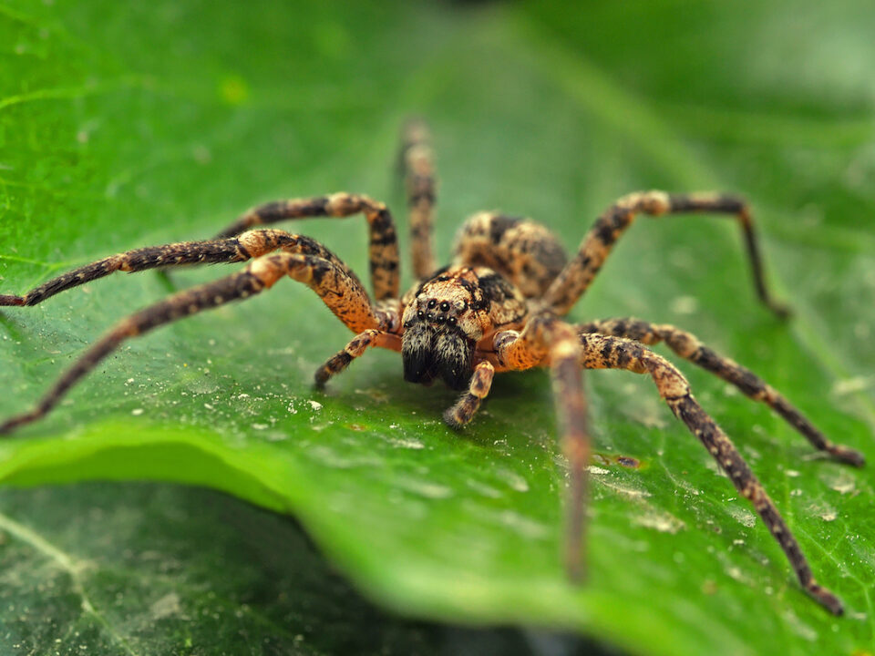spiders