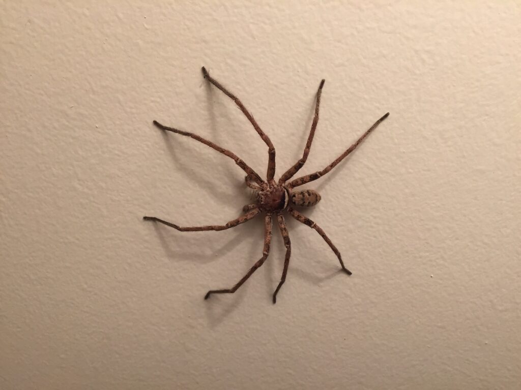 huntsman spider