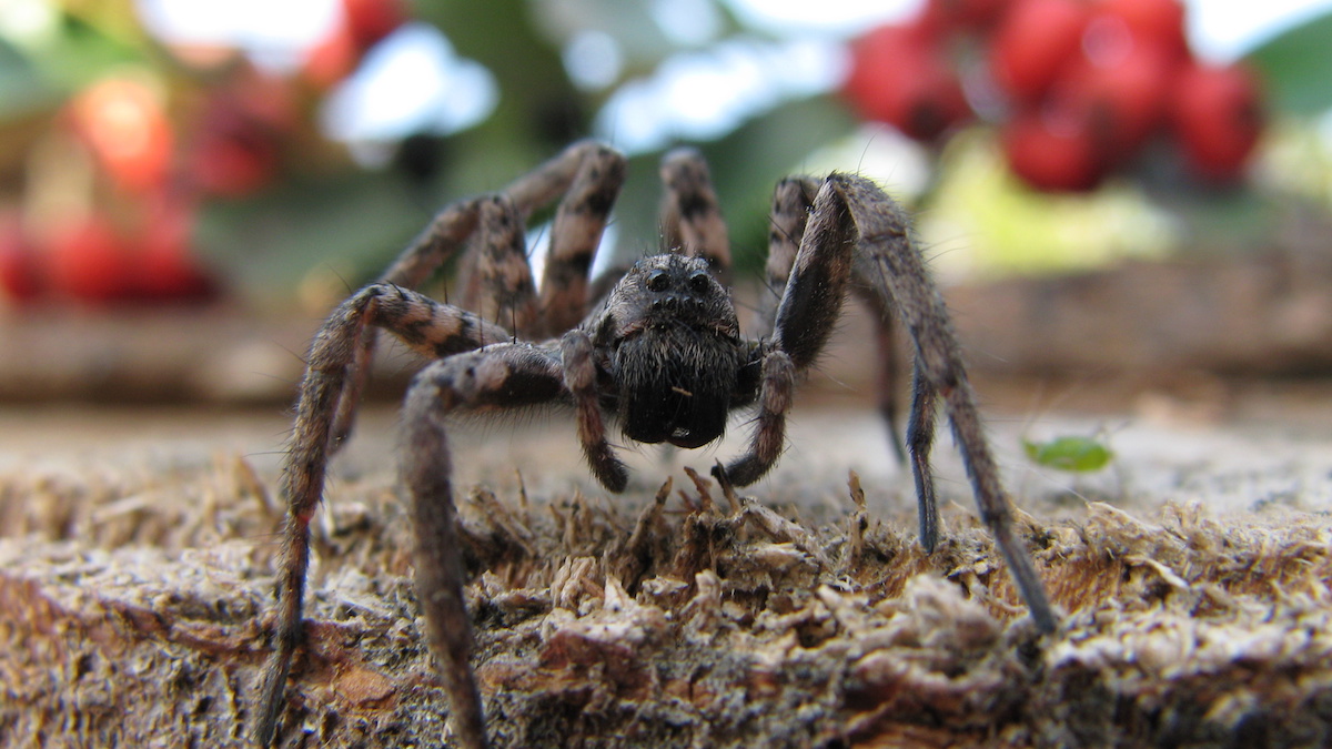 Spider Spotlight: Wolf Spider - Drive-Bye Pest Exterminators