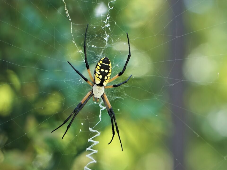 yellow garden spider