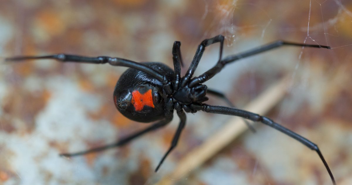 Speed-dating the Spiders – Black Widows – Field Station