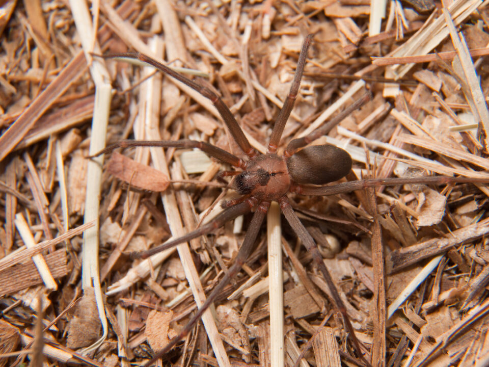 brown recluse spider