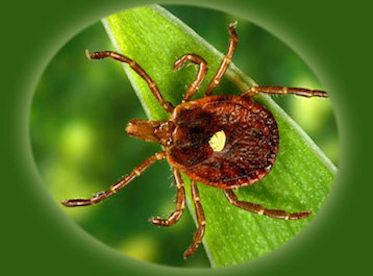 Lone Star Tick Drive Bye Pest Exterminators 