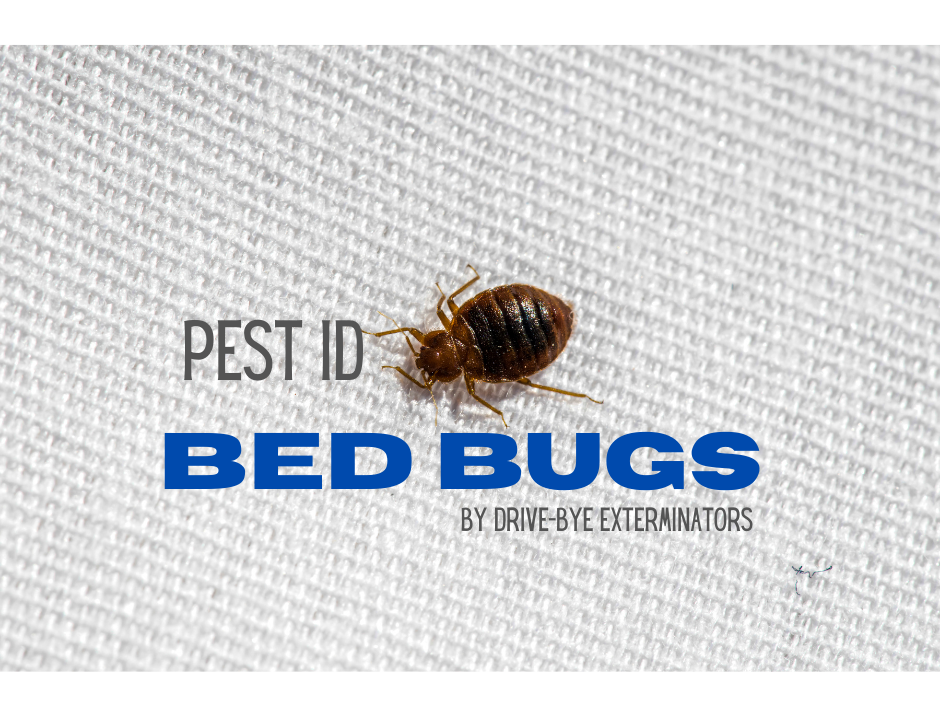 Bed Bugs