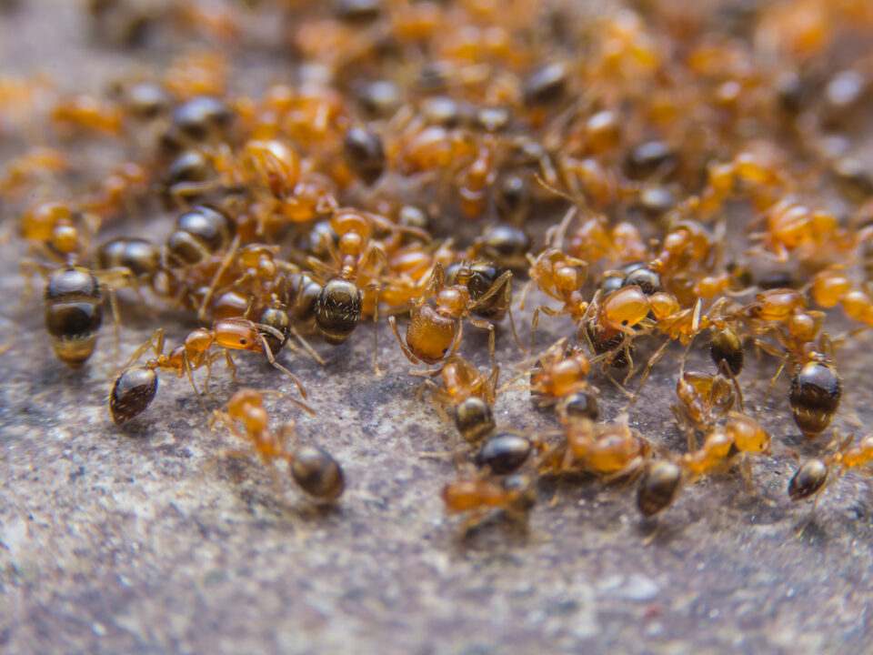 Pharaoh ants swarming on a counter