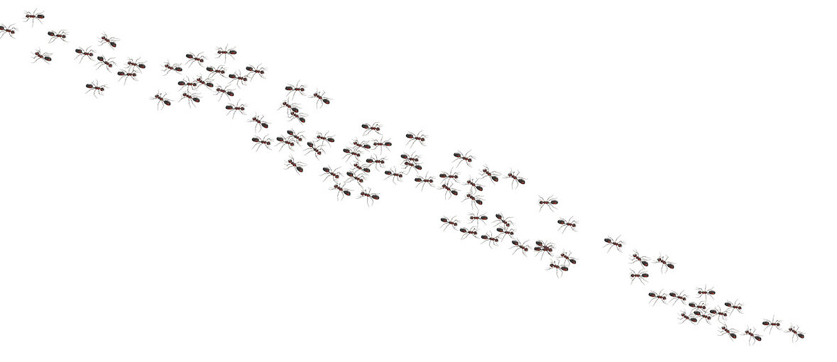 Argentine Ants marching in line