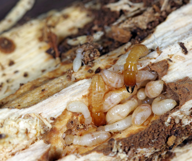 Dry Wood Termites - Drive-Bye Pest Exterminators