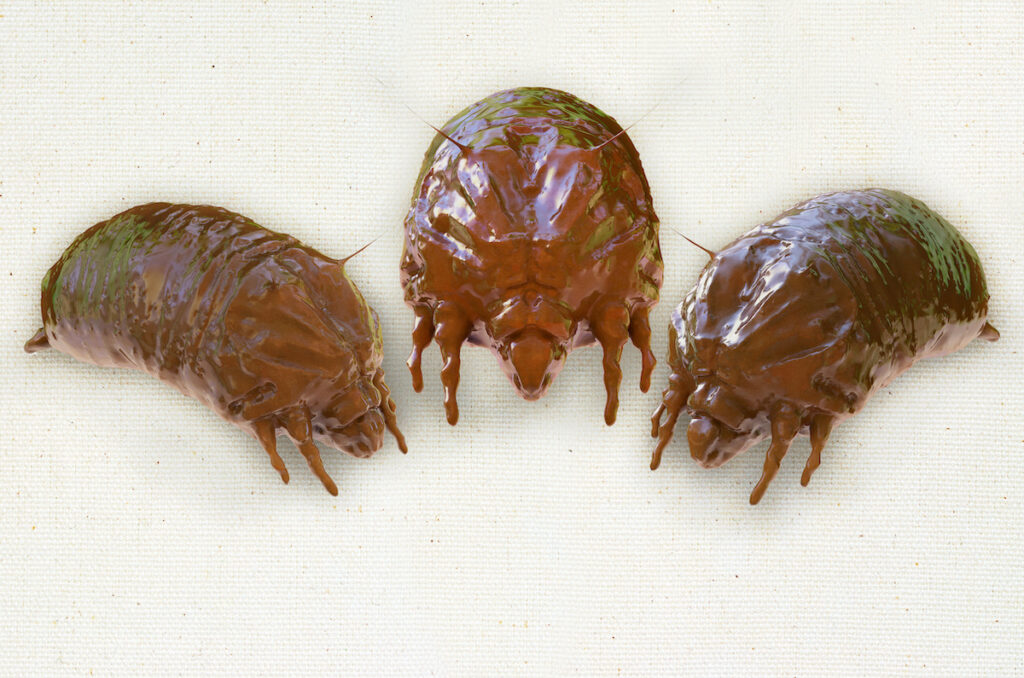 bed bugs report for cabin fever vacations