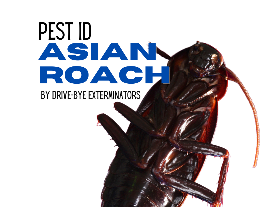 Asian Roach