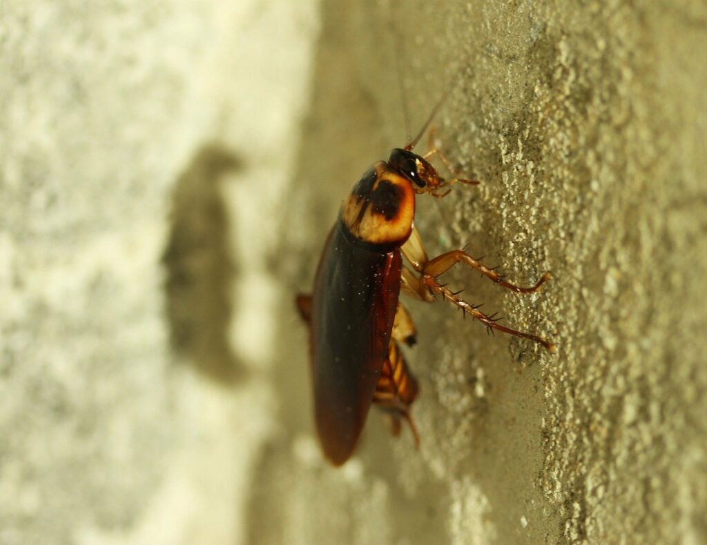 American Cockroach