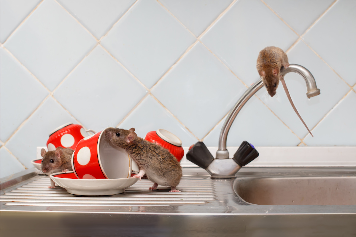 how to prevent pets in kitchen