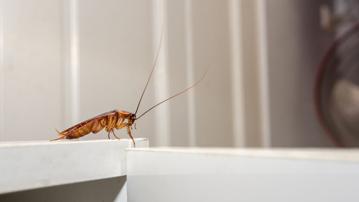 how to prevent pests in kitchen