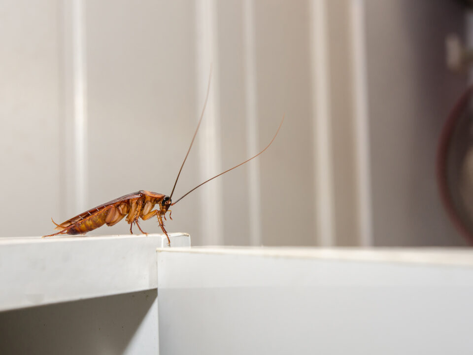 how to prevent pests in kitchen